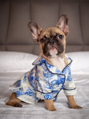 Pijama Pet Fêmea Toile de Jouy Azul